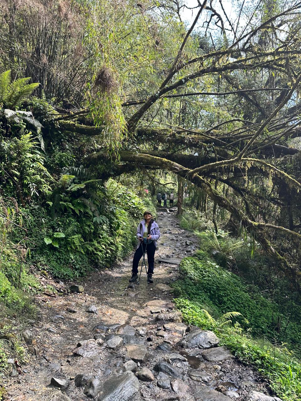 Forest trail